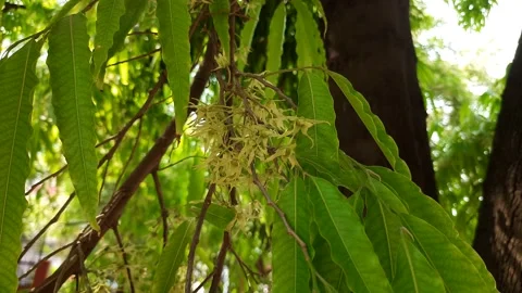 Polyalthia longifolia Tree flowers. Stock Footage 185986659
