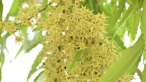 Polyalthia longifolia tree flowers. Stock Footage 308787556