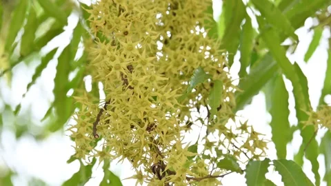 Polyalthia longifolia tree flowers. Stock Footage 308787699