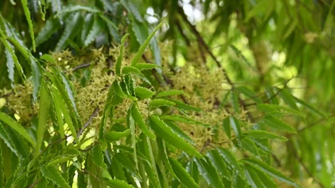 Polyalthia longifolia tree flowers. Stock Footage 308787767