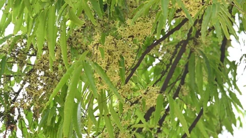 Polyalthia longifolia tree flowers. Stock Footage 308787808