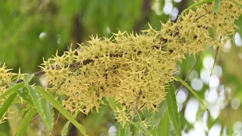 Polyalthia longifolia tree flowers. Stock Footage 308787862
