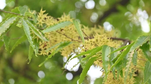 Polyalthia longifolia tree flowers. Stock Footage 308787927