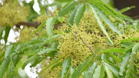 Polyalthia longifolia tree flowers. Stock Footage 308787977