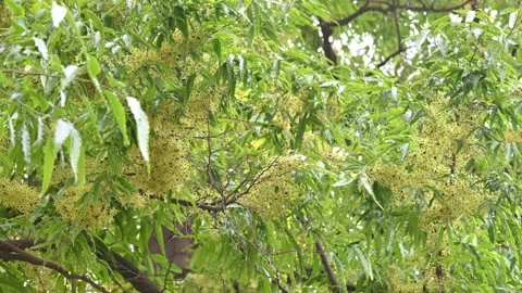 Polyalthia longifolia tree flowers. Stock Footage 308788041