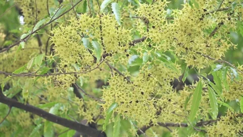 Polyalthia longifolia tree flowers. Stock Footage 308788099