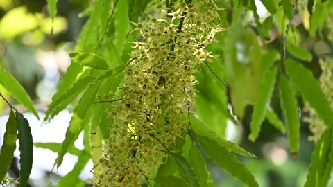 Polyalthia longifolia tree flowers. Stock Footage 308788146
