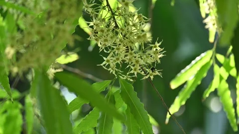 Polyalthia longifolia tree flowers. Stock Footage 308788197