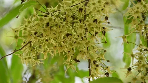 Polyalthia longifolia tree flowers. Stock Footage 308788242