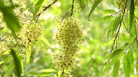 Polyalthia longifolia tree flowers. Stock Footage 308788289