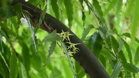 Polyalthia longifolia tree flowers. Stock Footage 308788361