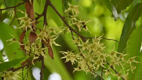 Polyalthia longifolia tree flowers. Stock Footage 308788399