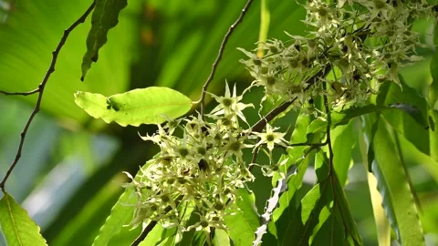 Polyalthia longifolia tree flowers. Stock Footage 308788450