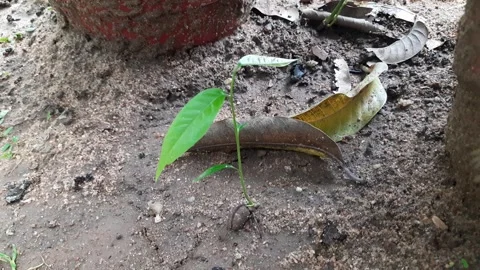 Polyalthia longifolia tree sprout. Stock Footage 283553335