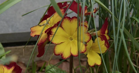 Polyanthus firecracker in flower in a UK garden Stock-Footage 337769714