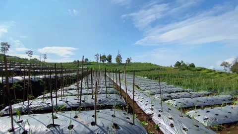 Polybag pattern in chili garden field under hot sun and beautiful clouds, Indone Stock Footage 276355373