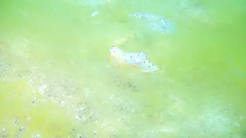 Polyceridae walks on a bed of seaweed Stock Footage 310906191
