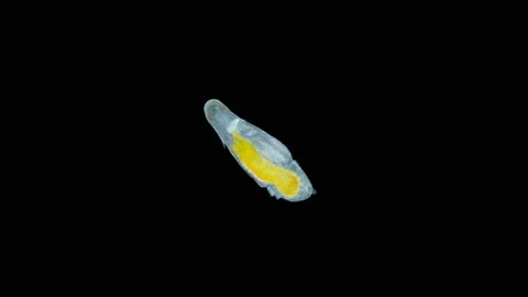Polychaeta larva under microscope, family Dorvilleidae, possibly genus Stock Footage 186534778