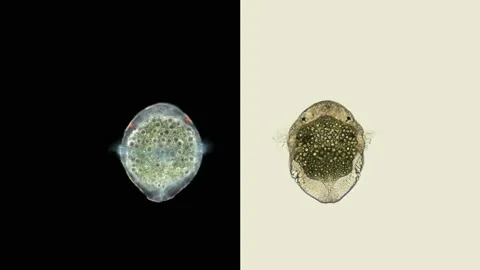 Polychaeta worm larva, at the trochofor stage, typical plankton larva floating Stock Footage 135823209