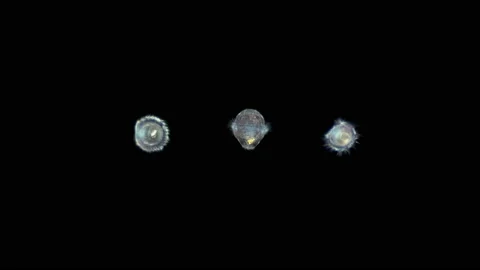 Polychaeta worm larva, at the trochofor stage, typical plankton larva floating Stockbeeldmateriaal 144100631