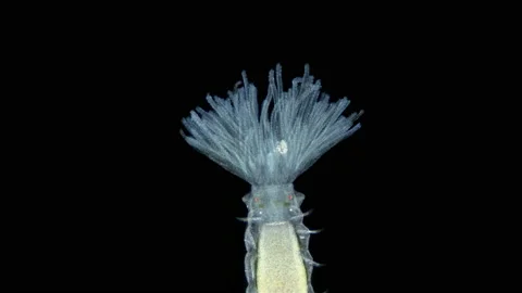 Polychaeta worm, order Sabellida under a microscope. Filters Stock Footage 165338847