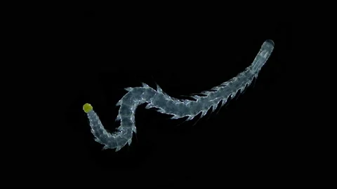 Polychaeta worm Phalacrophorus sp under a microscope, family Iospilidae. Red sea Stock Footage 167952413