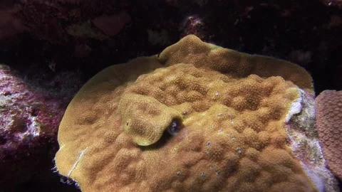 Polychaeta worm slowly appears under water on coral close-up of beautiful color. Video stock 235779275