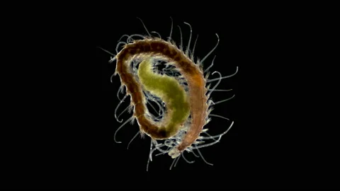 Polychaeta worm, Syllis prolifera under a microscope, Family Syllidae Stock Footage 139635856