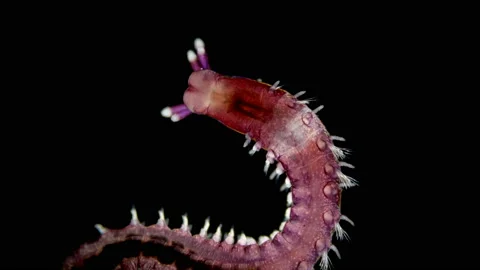 Polychaeta worm under a microscope, the family Eunicidae, marine worms Stock Footage 129241945