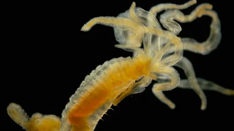 Polychaeta worm under a microscope, of the family Terebellidae Video stock 136423700