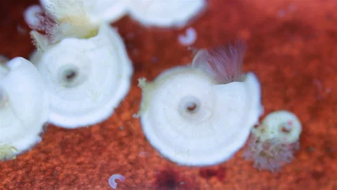 Polychaeta worm under microscope, Serpulidae family, lives in a spiral tube Stock Footage 320601437