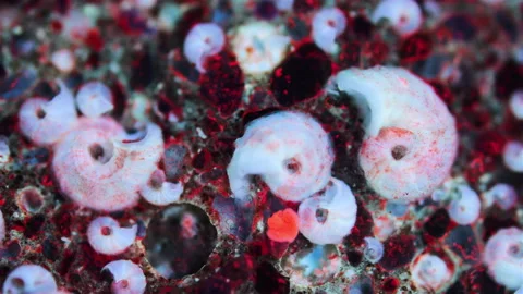 Polychaeta worms under microscope, Serpulidae family, lives in a spiral tube Stock Footage 320606885