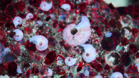 Polychaeta worms under microscope, Serpulidae family Stock Footage 321127582