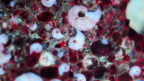 Polychaeta worms under microscope, Serpulidae family, lives in a spiral tube Stock Footage 321467130