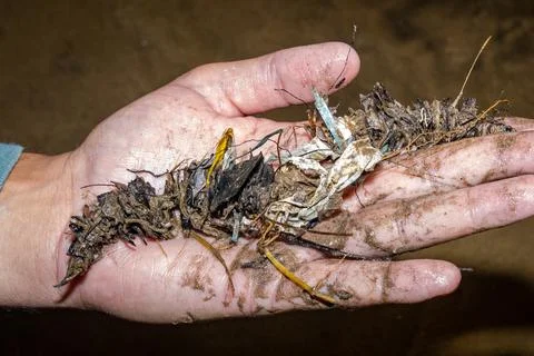 Polychaete found on the beach where its cocoon is formed of leaves and piec.. Stock Photos