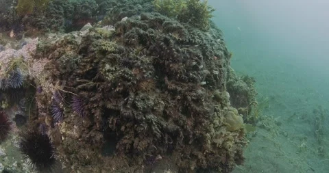 Polychaete sand worm colony Stock Footage 240329043