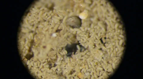 Polychaete as viewed through a microscope Stock Footage 33910278