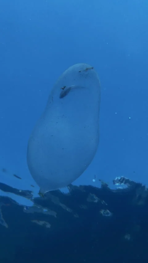 Polychaete worm egg capsule floating freely under water surface with dead tiny Video stock 345872936