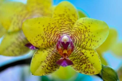 Polychrome butterfuly orchids Stock Photos