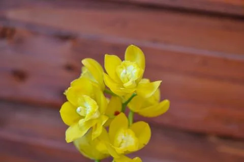 Polychrome butterfuly orchids Stock Photos