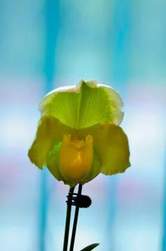 Polychrome butterfuly orchids Stock Photos