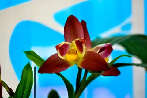 Polychrome butterfuly orchids Stock Photos