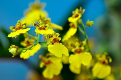Polychrome butterfuly orchids Stock Photos
