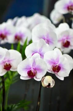 Polychrome butterfuly orchids Stock Photos