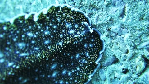 Polyclad flatworm crawls over rocky coral reef searching for food, macro Stock Footage