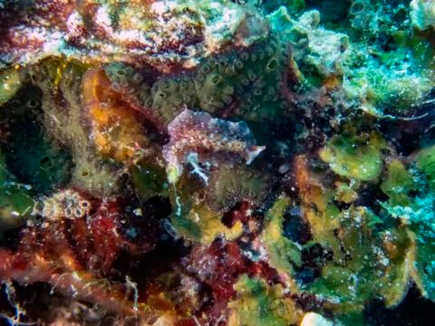 A Polyclad Flatworm in Malapascua, Philippines Stockfoto's