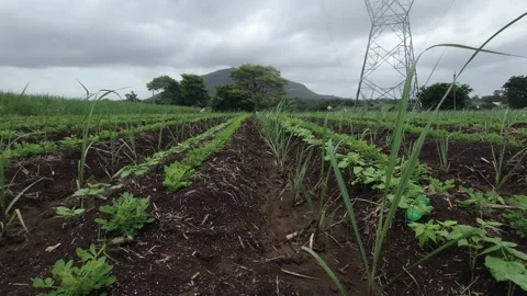 Polyculture design optimizes this field by mixing sugarcane rows with peanut and 库存影片 341272194