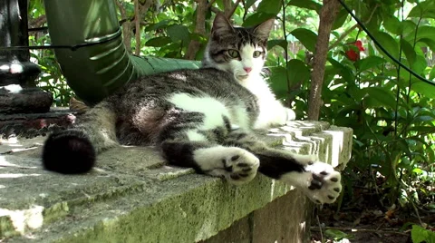 Polydactyl cat in Hemingway House (six Stock Video Pond5