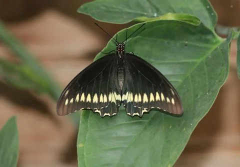 Polydamas swallowtail - Battus polydamas 库存照片