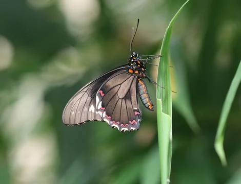 Polydamas swallowtail - Battus polydamas Stock Photos